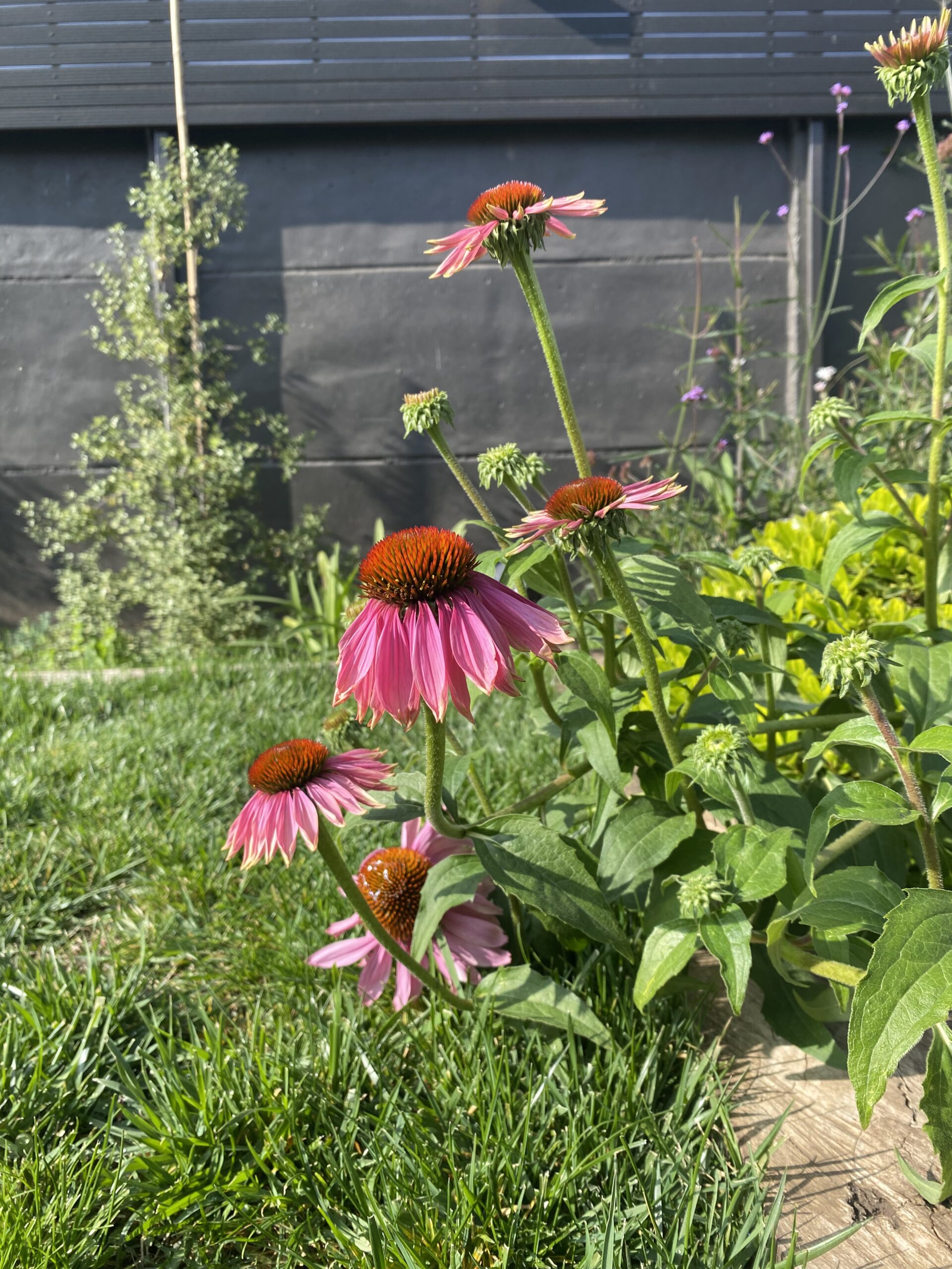 Jardín naturalista con polinizadores