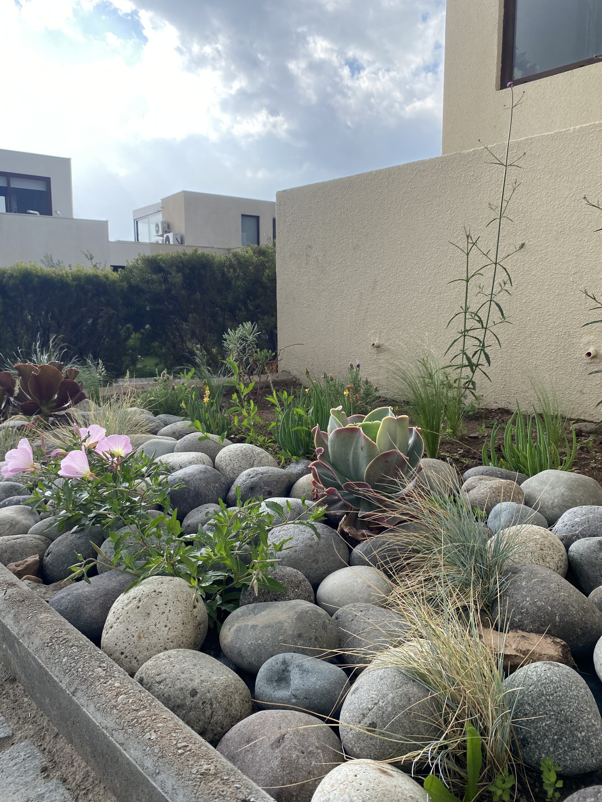jardin de bajo consumo hídrico
