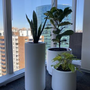 Asesoría de Plantas de Interior